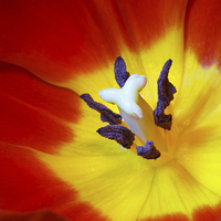 Buy canvas prints of Red Tulip by Ankor Light