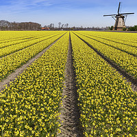Buy canvas prints of Daffodils bulb field with a windmill in the backgr by Ankor Light
