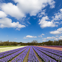 Buy canvas prints of Multicolor hyacinth field by Ankor Light