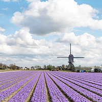 Buy canvas prints of Multicolored hyacinth and tulip field by Ankor Light