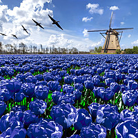 Buy canvas prints of Geese flying over endless blue tulip farm by Ankor Light
