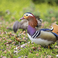 Buy canvas prints of Couple of Mandarin duck by Ankor Light