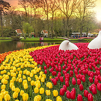 Buy canvas prints of Tulips garden by Ankor Light