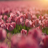 Buy canvas prints of Red tulips sunset by Ankor Light
