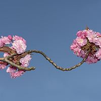 Buy canvas prints of Pink Japanese cherry flowers by Ankor Light