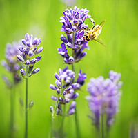 Buy canvas prints of Honey bee landing on a blooming a purple lavender  by Ankor Light