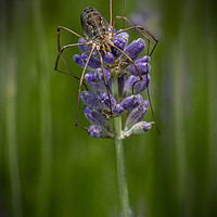 Buy canvas prints of Huge spider laying on a purple lavender flower by Ankor Light
