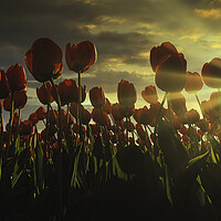 Buy canvas prints of Fence of red tulips flower at the sunset moment with a burning chaotic sky, Netherlands by Ankor Light