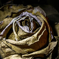 Buy canvas prints of Dried and dead rose flower close up by Ankor Light