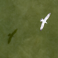 Buy canvas prints of Down view of a flying seagull above the sea water by Ankor Light
