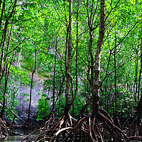 Buy canvas prints of Mangrove rain forest by Ankor Light