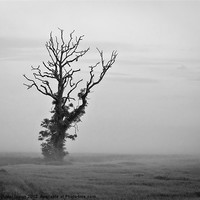 Buy canvas prints of Minimalist Tree in Mist BW by Buster Brown