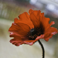 Buy canvas prints of Poppy Plant by Buster Brown
