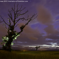 Buy canvas prints of Night Time Tree by Buster Brown