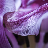 Buy canvas prints of Texture and Flow. Macro Tulip by Buster Brown
