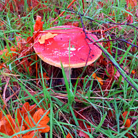 Buy canvas prints of Fungus In Woods by philip milner