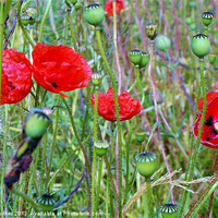 Buy canvas prints of Poppies Round The Fence by philip milner
