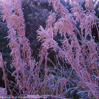 Buy canvas prints of Frosty Pink by philip milner