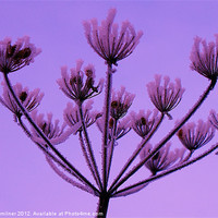 Buy canvas prints of Frozen Hedge Parsley by philip milner