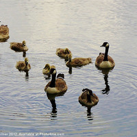 Buy canvas prints of A Family Of Geese by philip milner