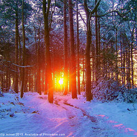 Buy canvas prints of Winter Sunrise In The Forest by philip milner