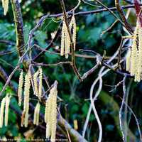 Buy canvas prints of Catkins For Spring by philip milner