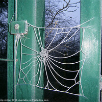Buy canvas prints of Frozen Spiders Web by philip milner