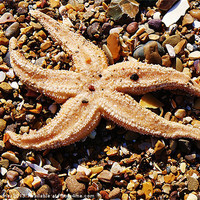 Buy canvas prints of Starfish On The Beach by philip milner