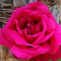 Buy canvas prints of Red Rose In Spain by philip milner
