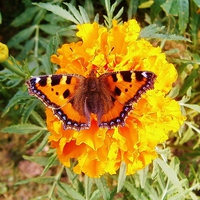 Buy canvas prints of Butterfly On Giant Marigold by philip milner
