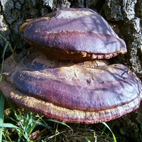 Buy canvas prints of Forest Tree Fungus by philip milner