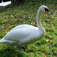 Buy canvas prints of A Very Fine Swan Indeed by philip milner