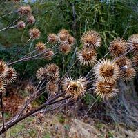 Buy canvas prints of Dead Thistles by philip milner