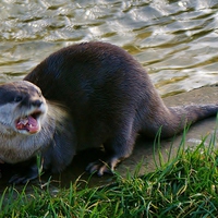 Buy canvas prints of Otters Dinner Time by philip milner