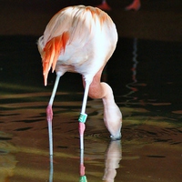 Buy canvas prints of Flamingo Drinking by philip milner