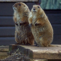 Buy canvas prints of Black Tailed Prairie Dogs by philip milner