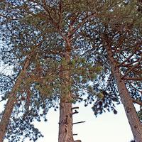 Buy canvas prints of Tall Pine Trees by philip milner