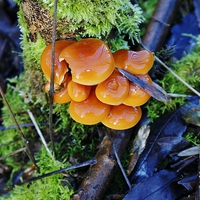 Buy canvas prints of Fungi In Moss by philip milner