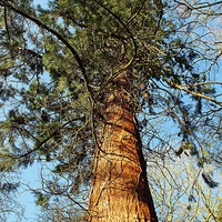 Buy canvas prints of A Tall Pine by philip milner