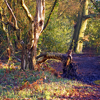 Buy canvas prints of Winter Sunshine In The Woods by philip milner