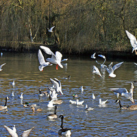 Buy canvas prints of Seagulls Flying And Landing by philip milner