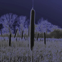Buy canvas prints of Forest Of Bullrushes by philip milner