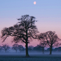 Buy canvas prints of Mist And Moon by philip milner