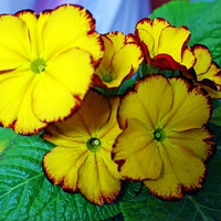 Buy canvas prints of Yellow Potted Primrose by philip milner