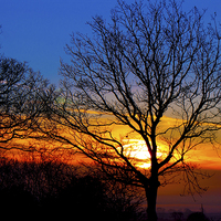 Buy canvas prints of Misty Sunrise Through The Trees by philip milner