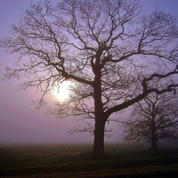 Buy canvas prints of Trees Fog And Sunshine by philip milner
