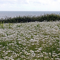 Buy canvas prints of A Sea Of Daisies by philip milner