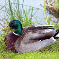 Buy canvas prints of A Resting duck by philip milner