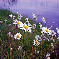 Buy canvas prints of Daisies By The Lake by philip milner