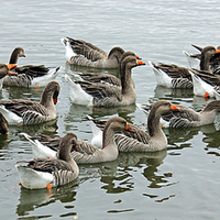 Buy canvas prints of  Geese A Gathering by philip milner